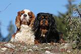 CAVALIER KING CHARLES 272